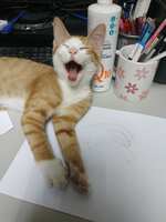 https://images.plurk.com/6FEHvxWFjZShdJAxpQdsMs.jpg