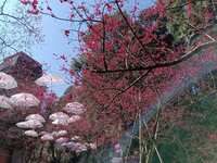 https://images.plurk.com/6Fvj49aqU87YnfxDCjNfCt.jpg