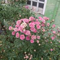 https://images.plurk.com/6H8RkDWo6BBtBBq1PuJ1s0.jpg