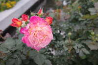 https://images.plurk.com/6HnjAksXwgSYBU4ESC4ta6.jpg