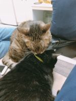 https://images.plurk.com/6J7EnZ4dIWMHL1OWIywZZ8.gif