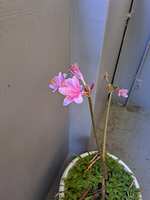 https://images.plurk.com/6JB8ymfaEQsUQy2un5rngt.jpg