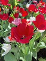 https://images.plurk.com/6Je0xTCrf14mK3dZQR32ey.jpg