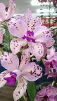 https://images.plurk.com/6Lb4LKgSdbGifal48GrySb.jpg