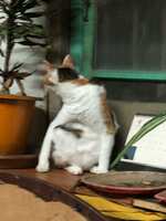 https://images.plurk.com/6M3wCqrQIiSNFMVrs4yb4a.jpg