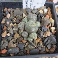 https://images.plurk.com/6OHG1FWw92tHR3u8wojvLB.jpg