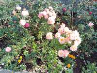 https://images.plurk.com/6OKNojROvsfL5n6p2YlF0R.jpg