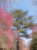 https://images.plurk.com/6QXB5PpAtxGb8qHH0qrcCG.jpg