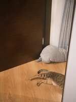 https://images.plurk.com/6RlR5ACSmZDvOpRxuxETbR.jpg