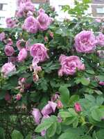 https://images.plurk.com/6S54WcVzgMJ7iib4twWYaU.jpg