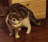 https://images.plurk.com/6TvzZISAWQsnbjiGGdNiNp.gif