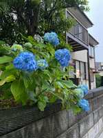 https://images.plurk.com/6UsBjnFw1BZ1ow85wFCV15.jpg