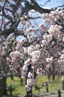 https://images.plurk.com/6VDSVy8p47GcAnXcgszjfc.jpg