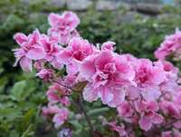 https://images.plurk.com/6VZJyp4M9X9o4zfRjwkzxX.jpg