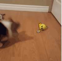 https://images.plurk.com/6X0J70ujFQQd6KnyVE0DZ5.gif