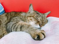https://images.plurk.com/6Xfmr8e2UNiCQ45oxuXt1U.jpg