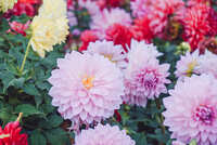https://images.plurk.com/6Z7yHFXxHgwllmuaJrN8bt.jpg