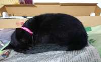 https://images.plurk.com/6ZcyyEUehbsb2CFoWGsxHi.jpg