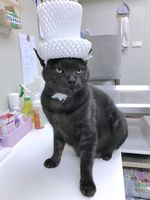 https://images.plurk.com/6ZjGEWHvJytTw2hqWSqTDC.jpg