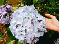 https://images.plurk.com/6ZrfjQAdNm2HpvUNmygJiA.jpg