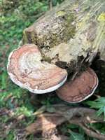 https://images.plurk.com/6bFTf8AS2mhYSc3qOvrkSG.jpg