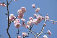 https://images.plurk.com/6bRziAoC4NFO5aUdqoaCuf.jpg