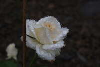 https://images.plurk.com/6bXadoJcogE4F339GpzlWd.jpg