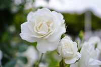 https://images.plurk.com/6brgfDo401adYhYn55uOMT.jpg