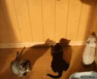 https://images.plurk.com/6en0lqraOACS2BSq93dEZA.gif