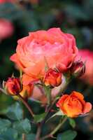 https://images.plurk.com/6faj1bbPtm1xcdnj0HU9We.jpg