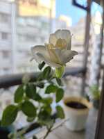 https://images.plurk.com/6iH5lhILw4B0uaIziHuop3.jpg