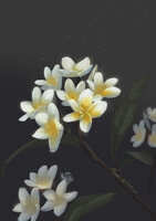 https://images.plurk.com/6iig4jZcK0M57k5tzAx0tf.jpg