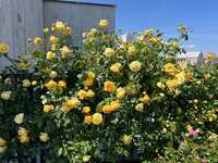 https://images.plurk.com/6jOfSDX233FbLYGH5lwM5z.jpg