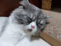 https://images.plurk.com/6kIlC4206VCeYaTDMEmGzZ.jpg