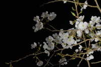 https://images.plurk.com/6koIq49CEw6Lp813eJAZWr.jpg