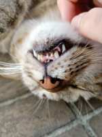 https://images.plurk.com/6lmqdw0Em18sRJ69PPXdgn.jpg