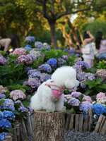 https://images.plurk.com/6lpObjGPA38XD7xVidHQRh.jpg