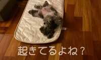 https://images.plurk.com/6m5A0t5Rm3c5IACd8xFttG.jpg