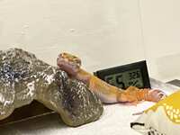 https://images.plurk.com/6mGc0QUYTipc4iLYb6wONu.jpg