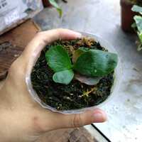 https://images.plurk.com/6p0PYK28D7yalLZNsPX9wZ.jpg
