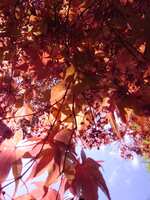 https://images.plurk.com/6pUvD0hSZYyBO2LXbxlsGA.jpg