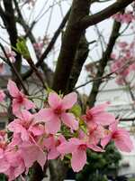 https://images.plurk.com/6q36Bqb9xVgJI4PzY977zq.jpg