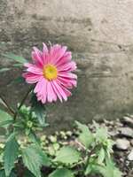 https://images.plurk.com/6qG5QFBYmqM6xhlXoYBJfX.jpg