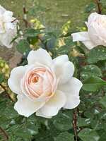 https://images.plurk.com/6qMjmw34Z1RtyxiR0lLLkP.jpg