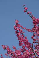 https://images.plurk.com/6r6VUZhu5t1CZ7nhKt5jxB.jpg