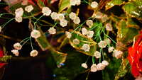 https://images.plurk.com/6r9QsoLwQSMjXxZqdjganX.jpg