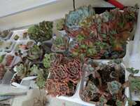 https://images.plurk.com/6rZbxAjypkdrPrkj4HXw4m.jpg