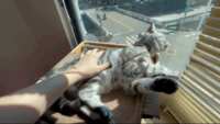 https://images.plurk.com/6roHIhw2laEYs0dBR6ng2e.gif