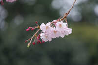 https://images.plurk.com/6tWBF6nDNDLxVwDn9ckYYB.jpg