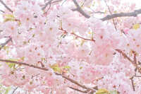 https://images.plurk.com/6vWgiKSrgZICpbdbmmNP73.jpg